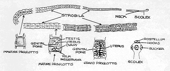 Biol 230 Lab Manual Tapeworm Morphology